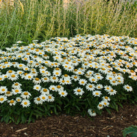 LEUCANTHEMUM X SUPERBUM - SNOWCAP