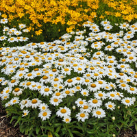 LEUCANTHEMUM X SUPERBUM - SNOWCAP
