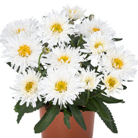 LEUCANTHEMUM - SWEET DAISY REBECCA