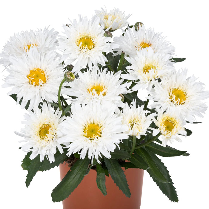 LEUCANTHEMUM - SWEET DAISY REBECCA