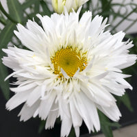 LEUCANTHEMUM - SWEET DAISY REBECCA