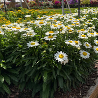 LEUCANTHEMUM X SUPERBUM - BECKY