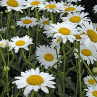 LEUCANTHEMUM X SUPERBUM - BECKY