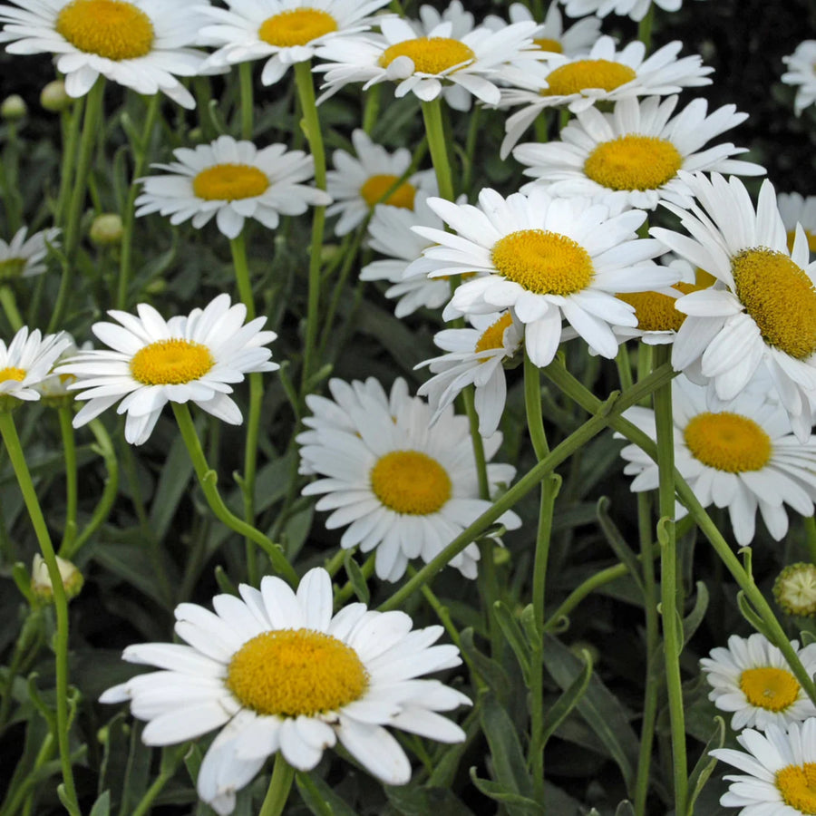 LEUCANTHEMUM X SUPERBUM - BECKY
