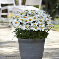 LEUCANTHEMUM X SUPERBUM - MADONA