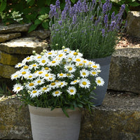 LEUCANTHEMUM X SUPERBUM - MADONA