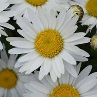 LEUCANTHEMUM X SUPERBUM - MADONA