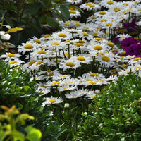 LEUCANTHEMUM X SUPERBUM - MADONA