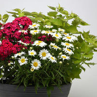 LEUCANTHEMUM X SUPERBUM - MADONA