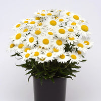 LEUCANTHEMUM X SUPERBUM - MADONA