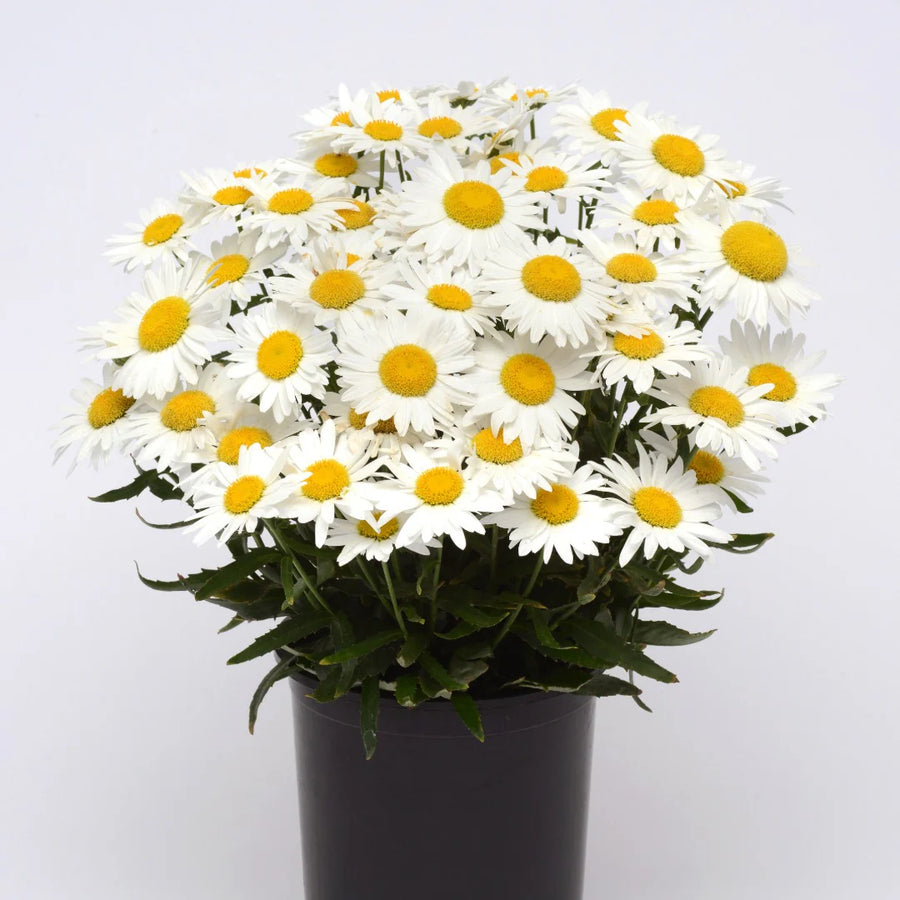 LEUCANTHEMUM X SUPERBUM - MADONA