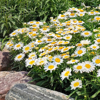 LEUCANTHEMUM X SUPERBUM - MADONA