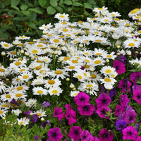 LEUCANTHEMUM X SUPERBUM - MADONA