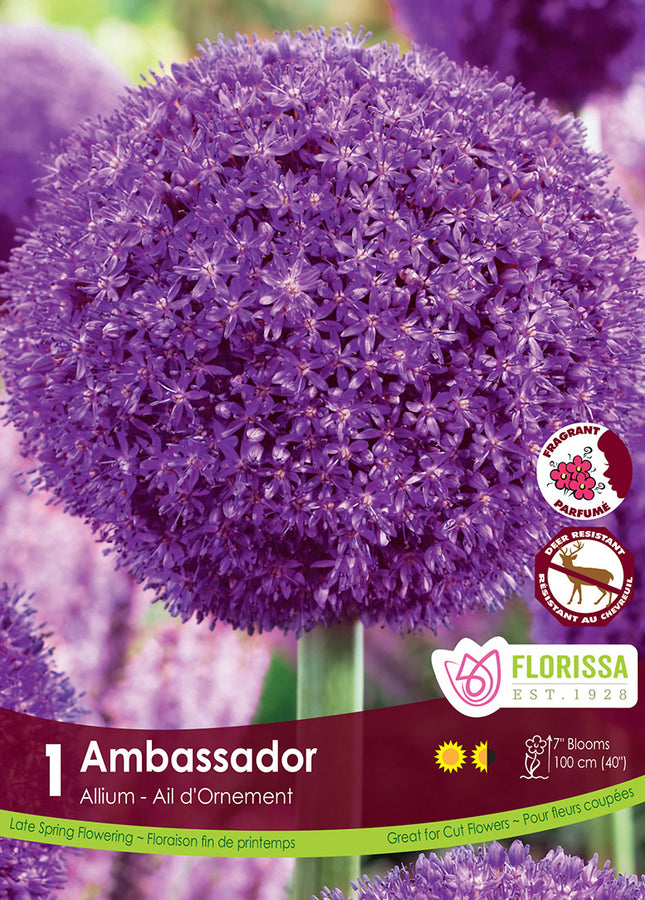 BULBES ALLIUM - AMBASSADOR