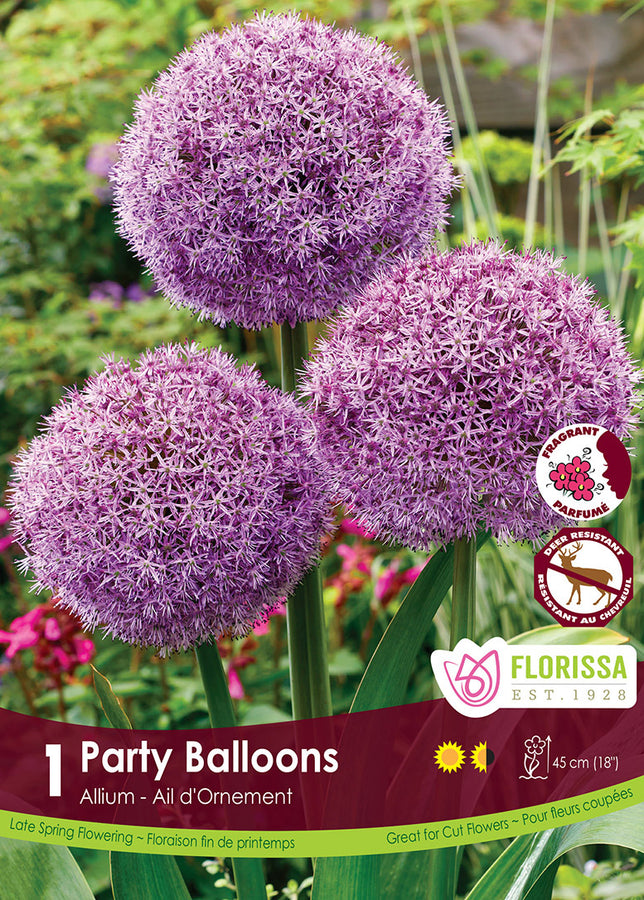 BULBES ALLIUM - PARTY BALLOONS