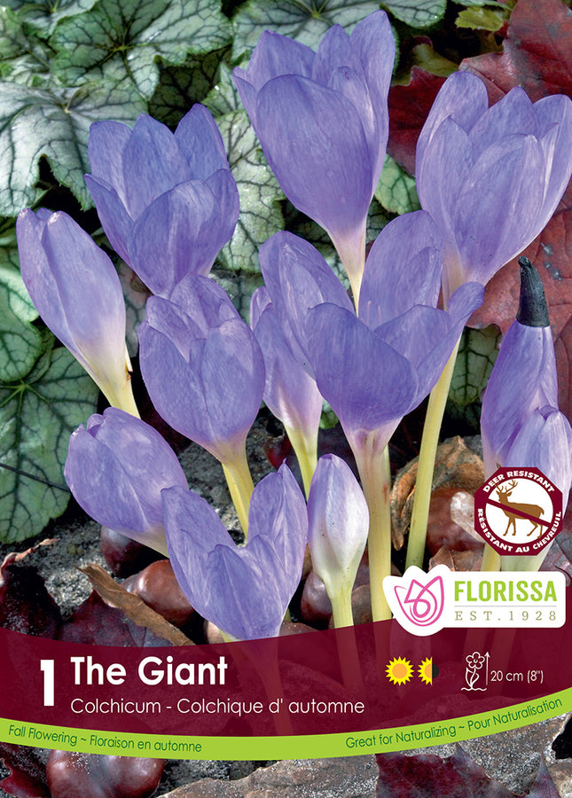BULBES COLCHIQUE D'AUTOMNE - THE GIANT