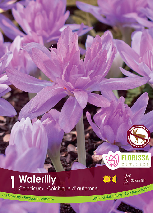 BULBES COLCHIQUE D'AUTOMNE - WATERLILY