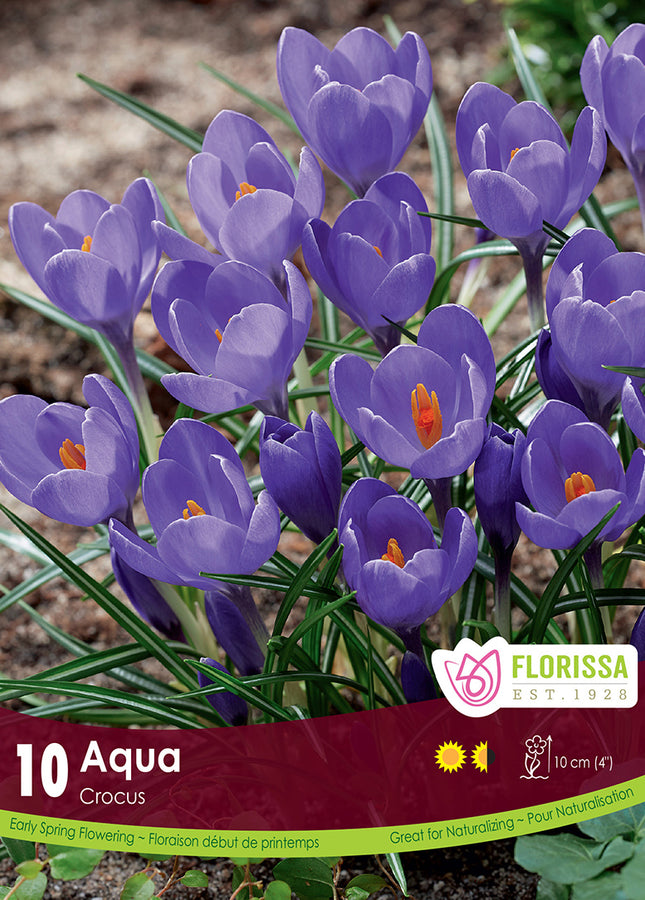 CROCUS BULBS - WATER