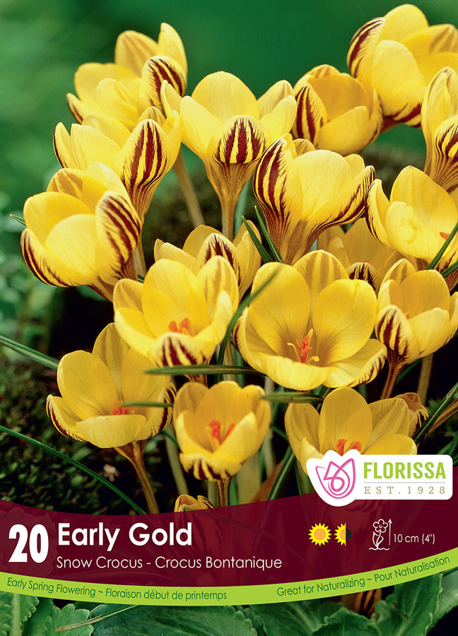 CROCUS BULBS - EARLY GOLD