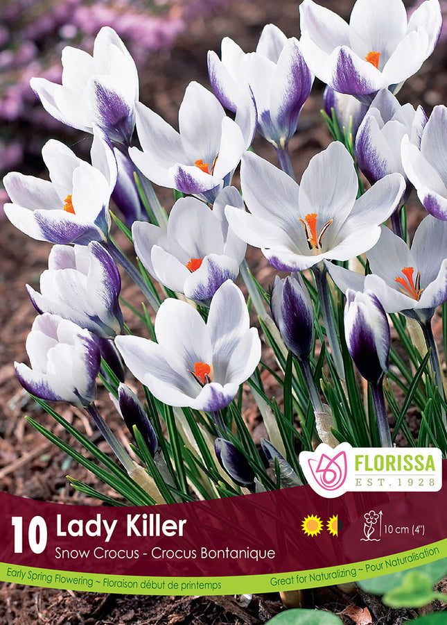 CROCUS BULBS - LADY KILLER
