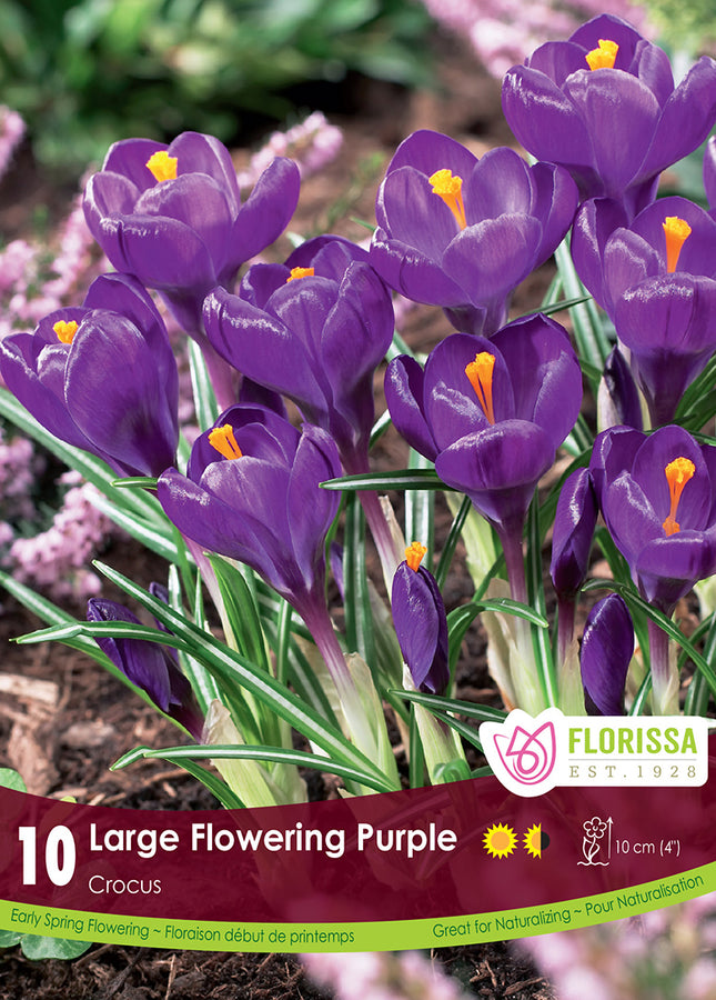 BULBES CROCUS - PURPLE