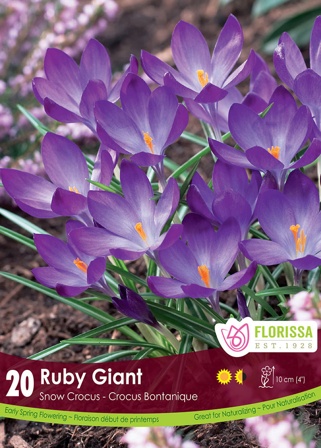 CROCUS BULBS - RUBY GIANT
