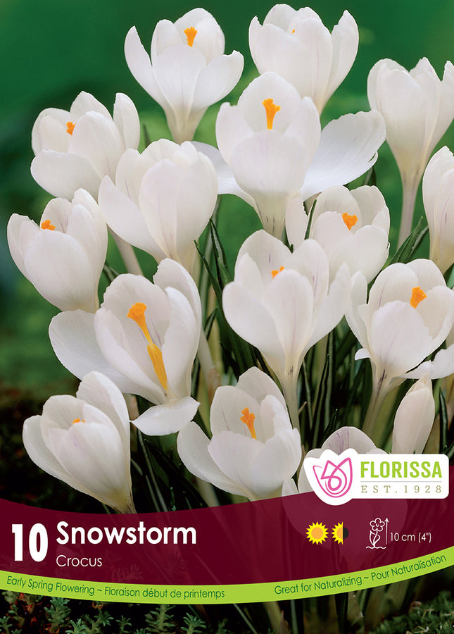 BULBES CROCUS - SNOWSTORM