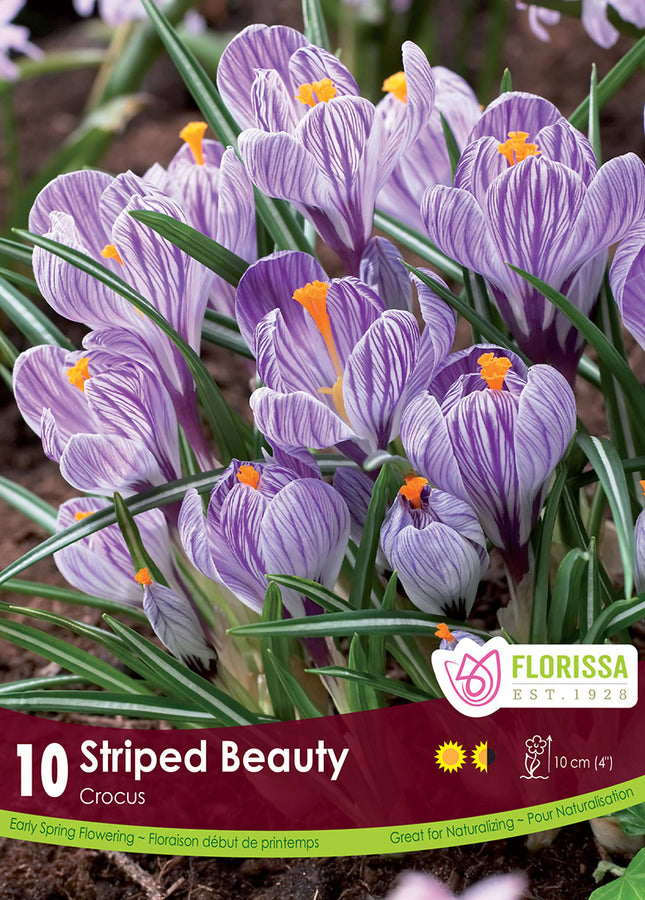 BULBES CROCUS - STRIPED BEAUTY