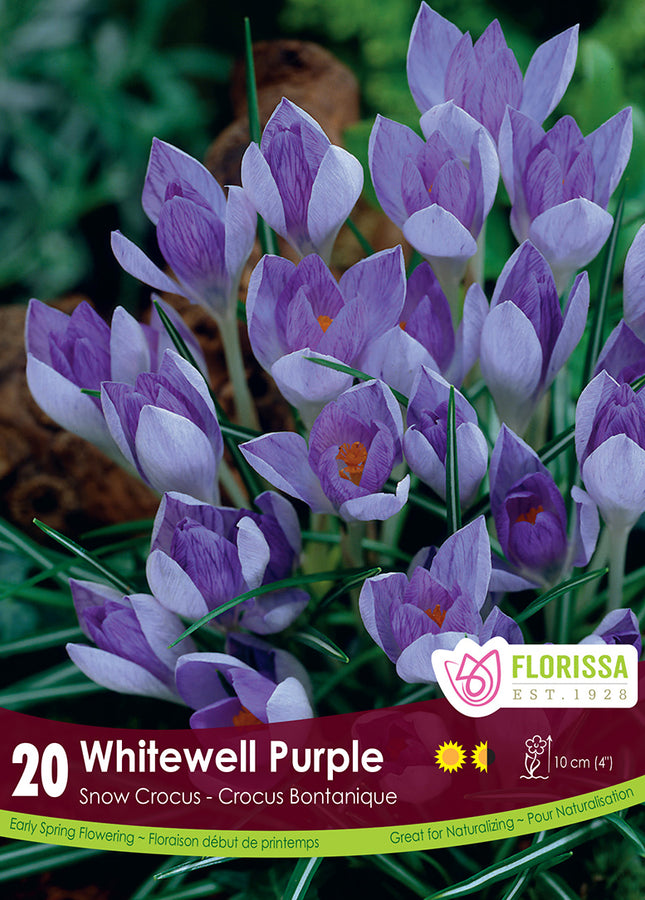 BULBES CROCUS - WHITEWELL PURPLE