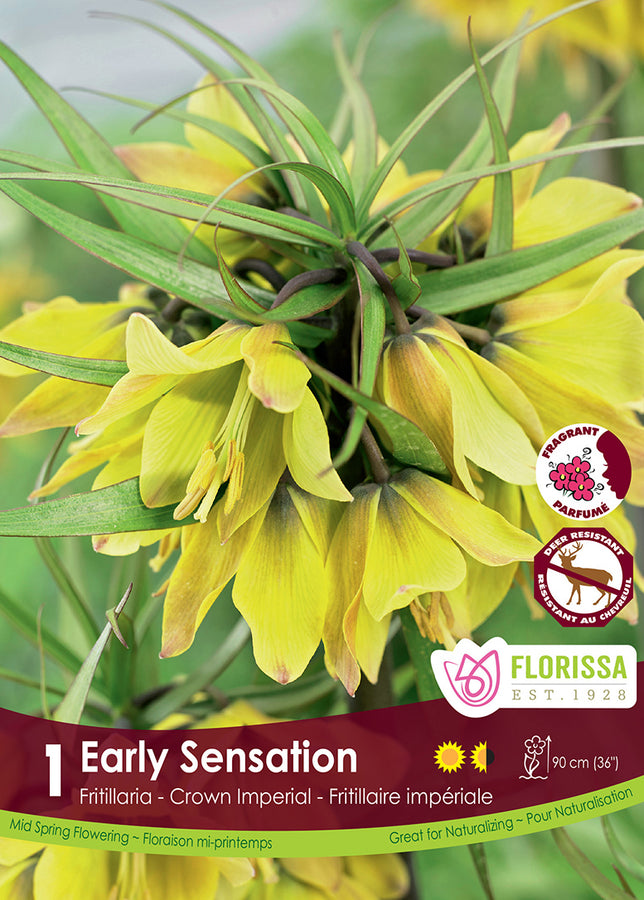 FRITILLARIA BULBS - EARLY SENSATION
