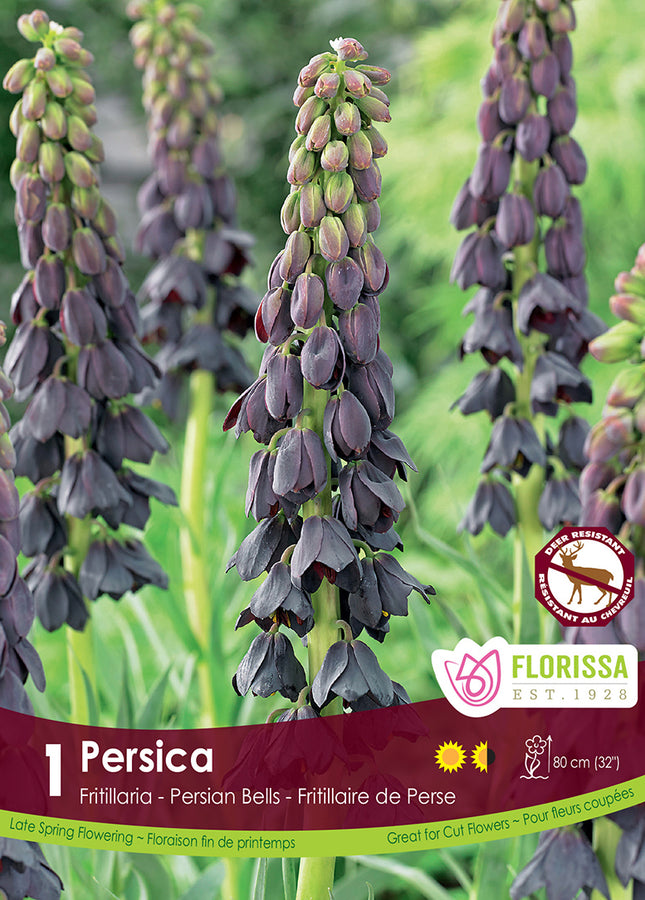BULBES FRITILLARIA - PERSICA
