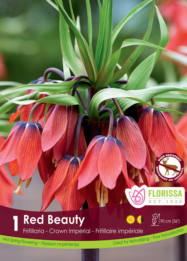 BULBES FRITILLARIA - RED BEAUTY