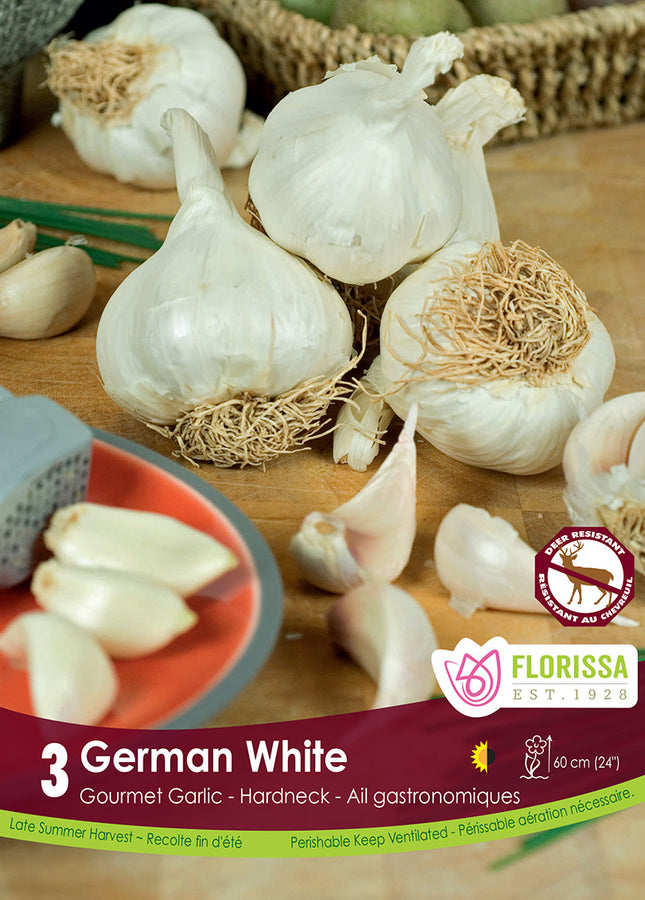 BULBES AIL - GERMAN WHITE