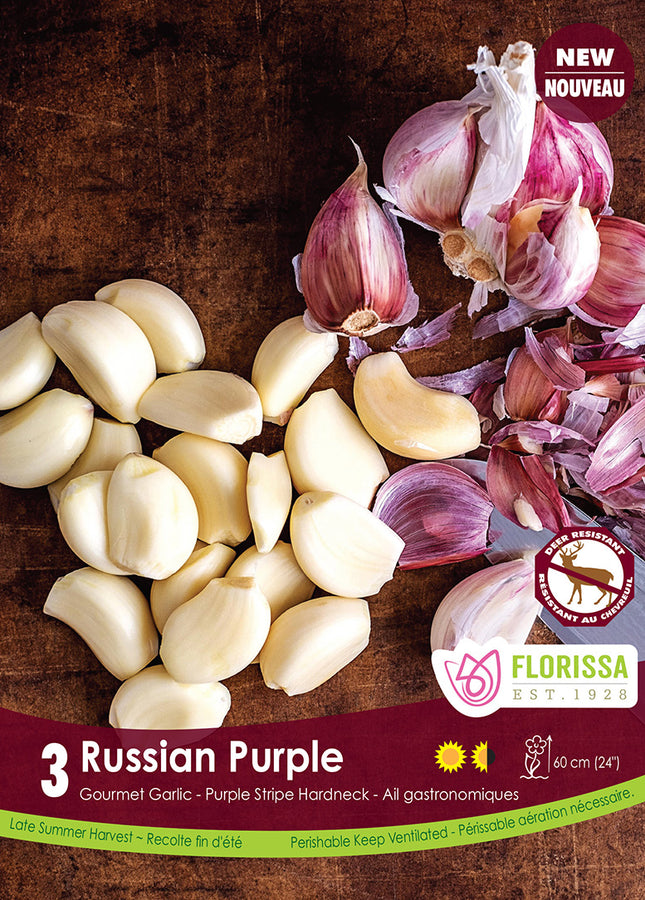 BULBES AIL - RUSSIAN PURPLE