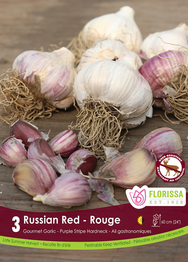 BULBES AIL - RUSSIAN ROUGE