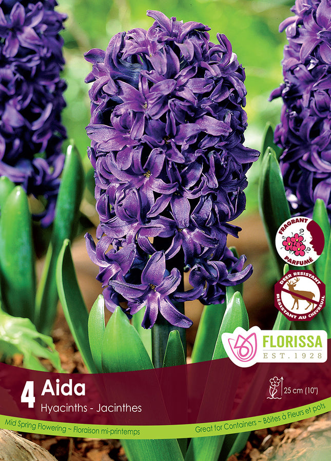 BULBES JACINTHE - AIDA