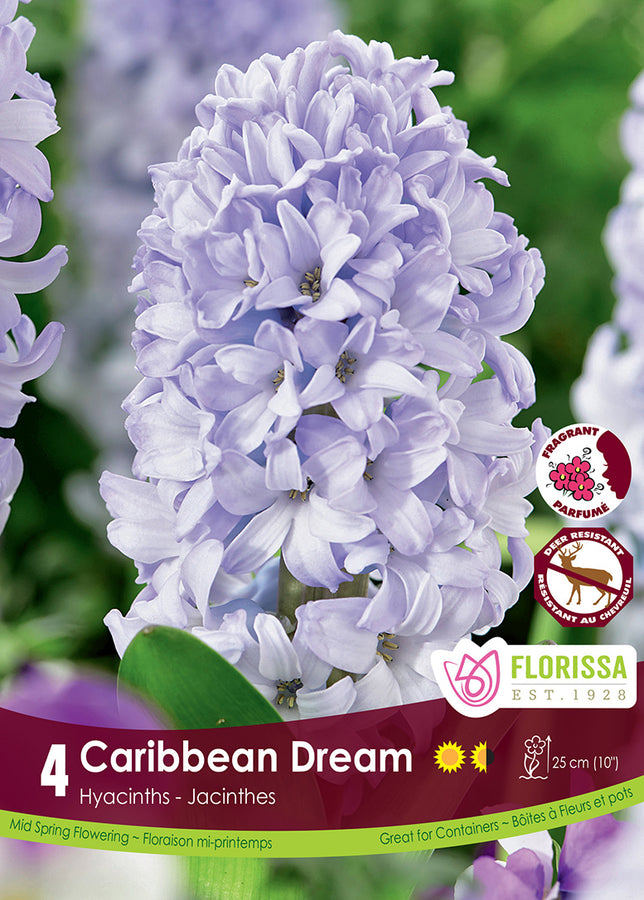 BULBES JACINTHE - CARRIBEAN DREAM