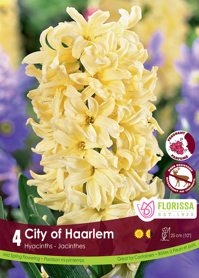 HYACINTH BULBS - CITY OF HAARLEM
