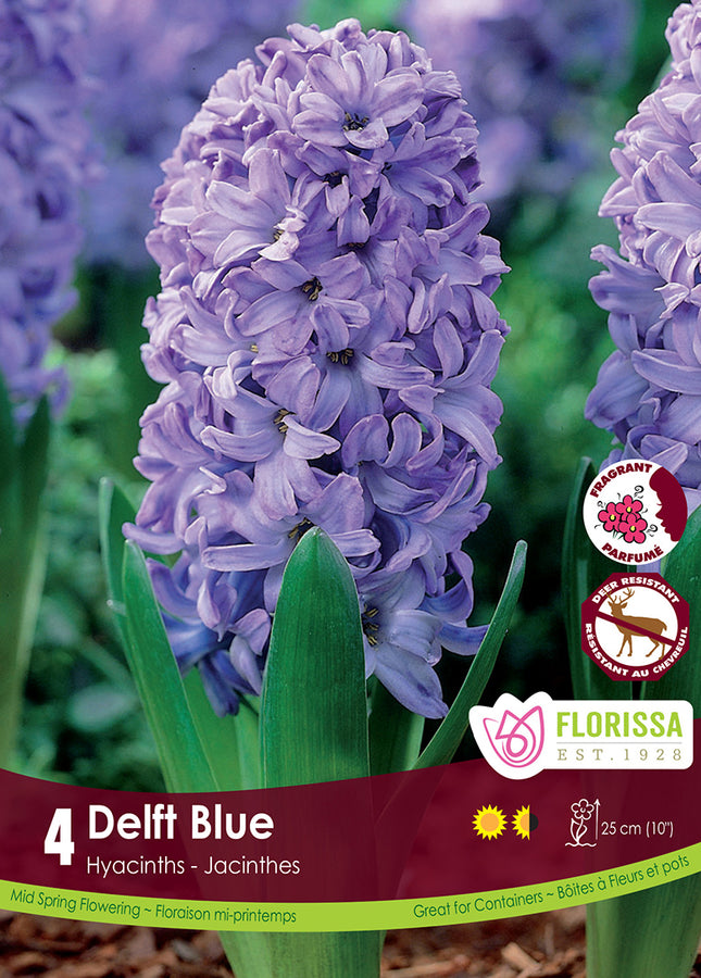 BULBES JACINTHE - DELFT BLUE