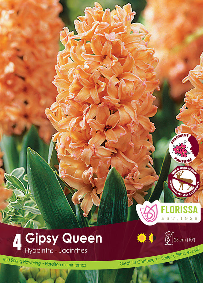 BULBES JACINTHE - GIPSY QUEEN