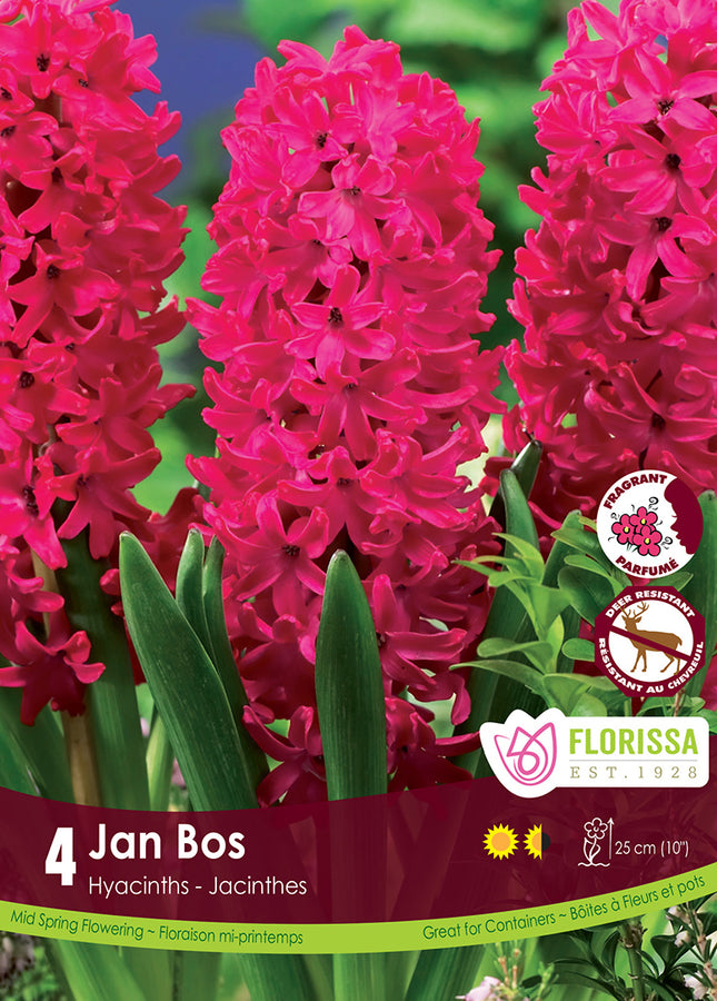 HYACINTH BULBS - JAN BOS