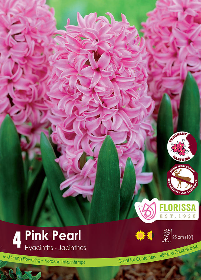 BULBES JACINTHE - PINK PEARL