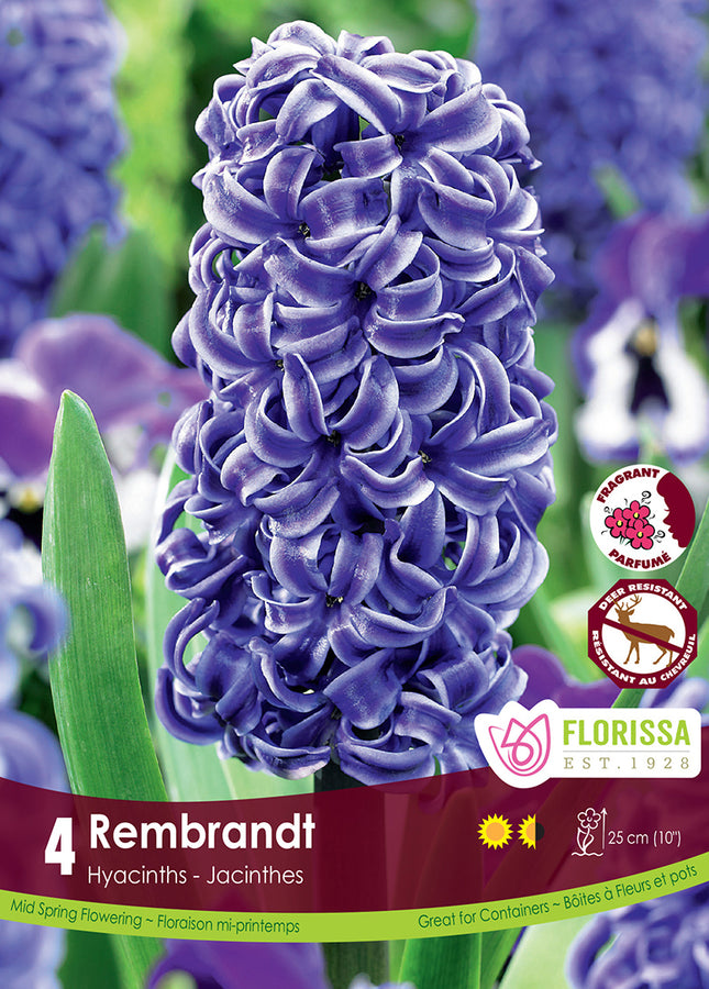 HYACINTH BULBS - REMBRANDT