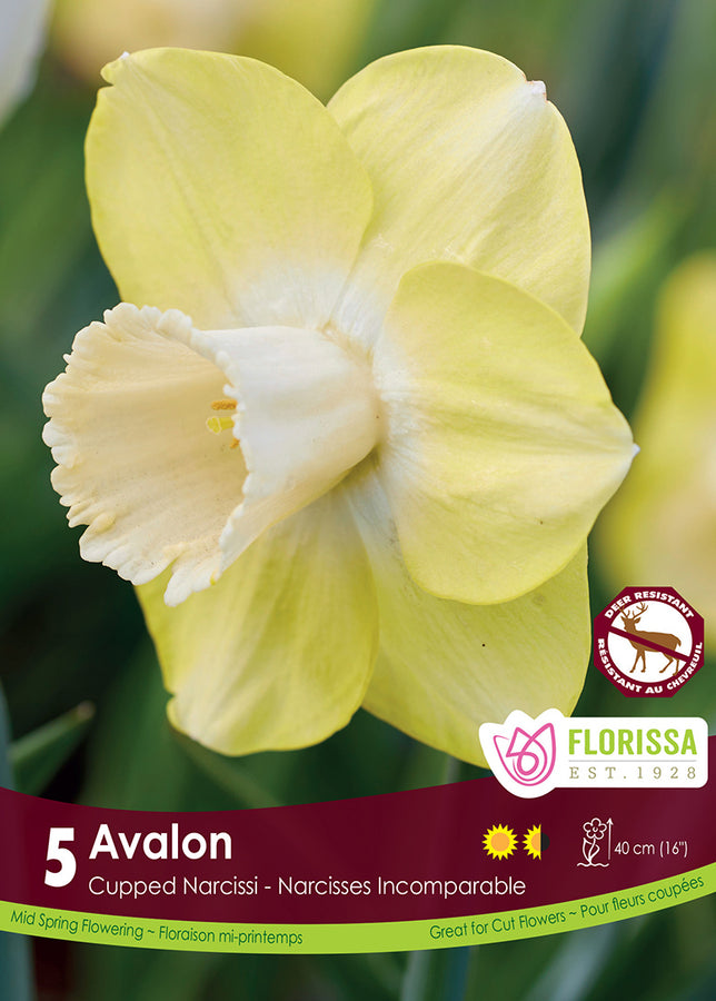 BULBES NARCISSE - AVALON