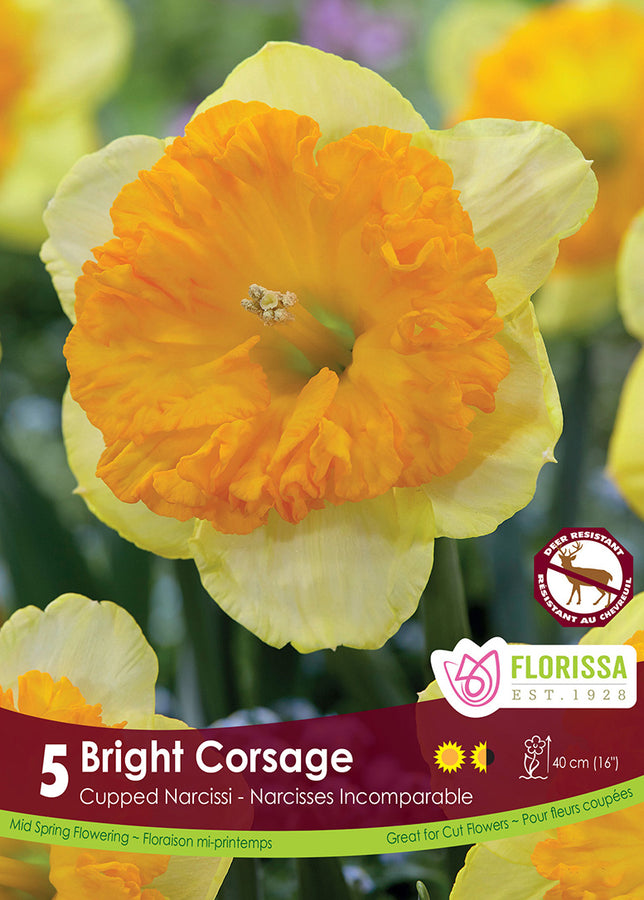 BULBES NARCISSE - BRIGHT CORSAGE