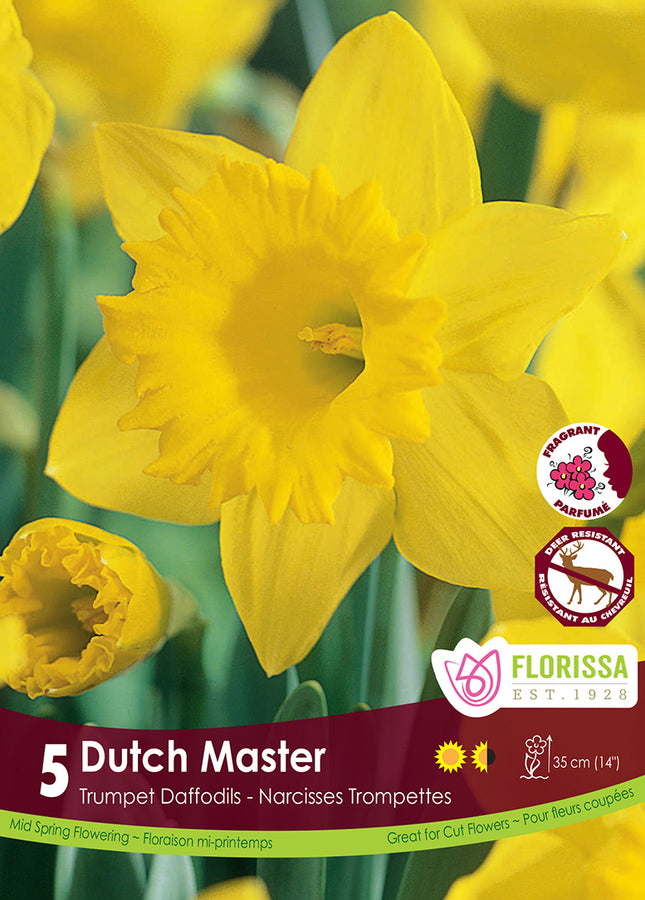 BULBES NARCISSE - DUTCH MASTER