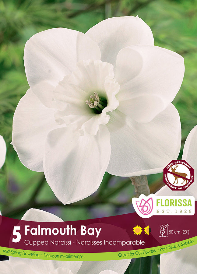 NARCISSUS BULBS - FALMOUTH BAY