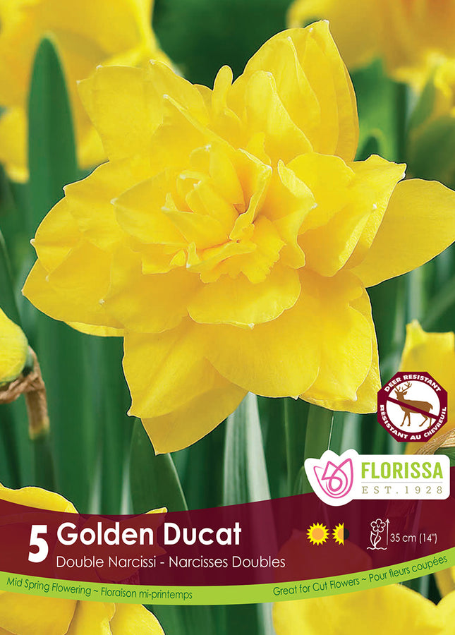 BULBES NARCISSE - GOLDEN DUCAT