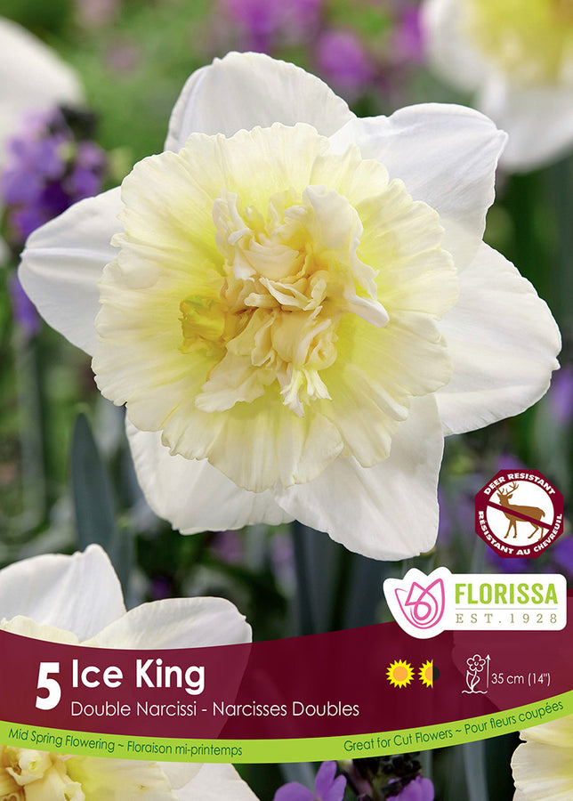 BULBES NARCISSE - ICE KING