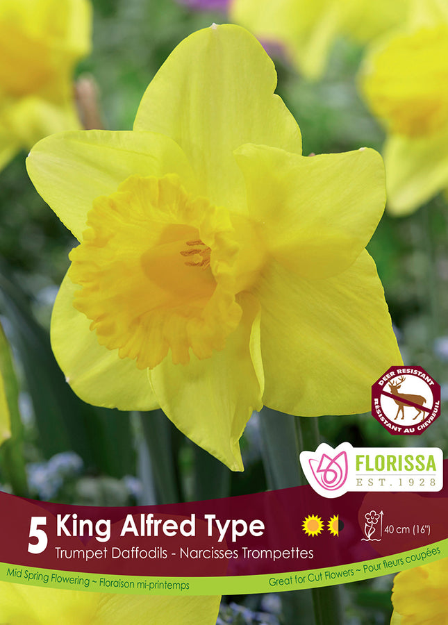 BULBES NARCISSE - KING ALFRED